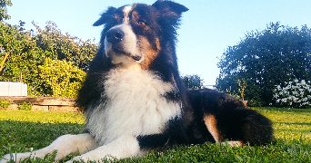 yohan pet sitter à VILLEMUR SUR TARN 31340_1