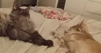 aurelie pet sitter à MONTPELLIER 34000