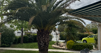 roger dog sitter à MURET 31600_5