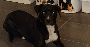 inès pet sitter à VILLEURBANNE 69100_5