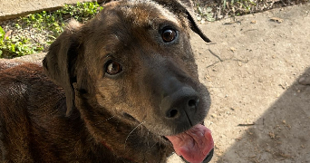 lauren pet sitter à NIMES 30000_2