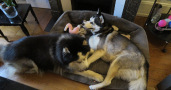 pierre dog sitter à PARIS 02 75002_1