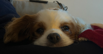 esther pet sitter à AURIBEAU SUR SIAGNE 06810_7