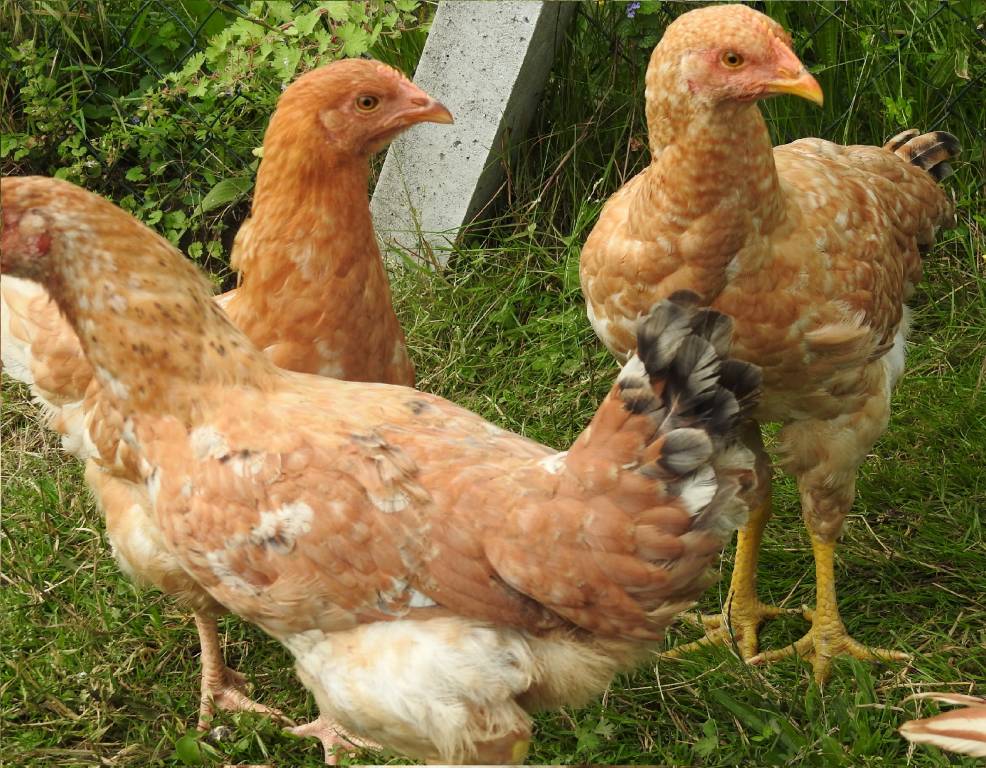 claire pet sitter à Vernon 27200_8