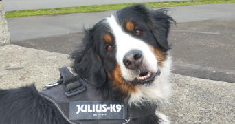 melissa pet sitter à GUINGAMP 22200_0