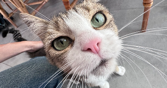 joséphine pet sitter à MACAU 33460_2