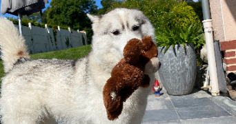louise pet sitter à BEAUMETZ LES LOGES 62123_2