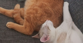 marion pet sitter à BORDEAUX 33200_5
