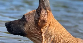 manon pet sitter à VICHY 03200