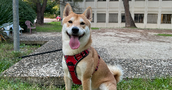 ilona pet sitter à ST ANDRE DE SANGONIS 34725_2