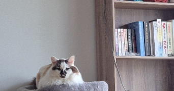 julie pet sitter à CESSON SEVIGNE 35510_0