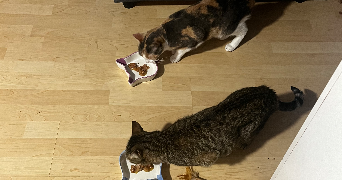 Mathilde pet sitter à LYON 07 69007_6