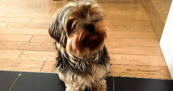 annabell pet sitter à BOIS COLOMBES 92270_3