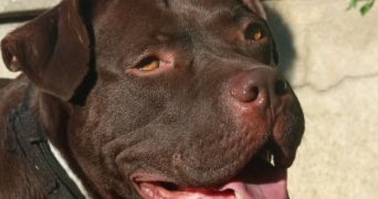 elena pet sitter à Albi 81000_0