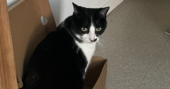 manon pet sitter à BRETIGNY SUR ORGE 91220_1