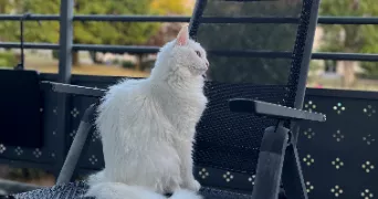 jillian cat sitter à PLAISIR 78370