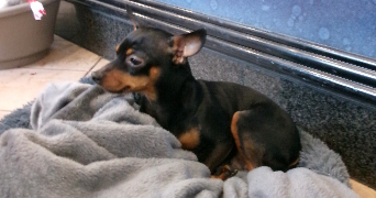 christiane pet sitter à RUEIL MALMAISON 92500_0