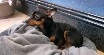 christiane pet sitter à RUEIL MALMAISON 92500