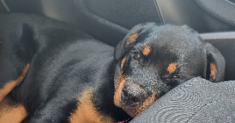 nicolas pet sitter à ESSARTS EN BOCAGE 85140_1