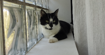 yuna pet sitter à VILLEURBANNE 69100_5