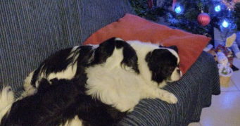 blandine pet sitter à MONETEAU 89470_4