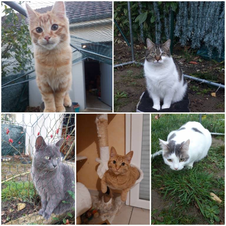 Angélique  pet sitter à Montierchaume 36130