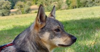 servane pet sitter à SETE 34200_2