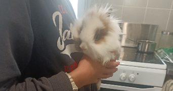 delphine pet sitter à COMMUNAY 69360_3