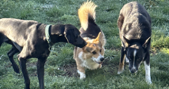 valentine pet sitter à ST LEGER LA MONTAGNE 87340_1