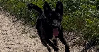 maylis pet sitter à DAX 40100