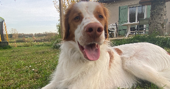 luna pet sitter à TOULOUSE 31400_3