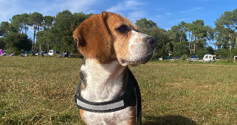 lola pet sitter à BORDEAUX 33300_4