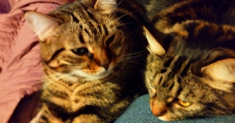 sandrine pet sitter à BEZIERS 34500_2