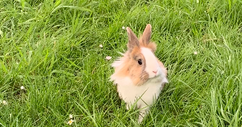 dorothée pet sitter à VRED 59870_3