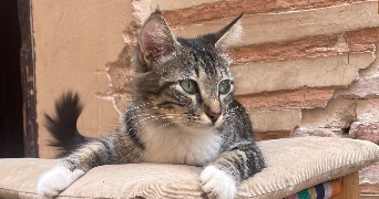 margaux pet sitter à VINCENNES 94300_3