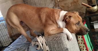 Alexandra pet sitter à Champvoux 58400_1