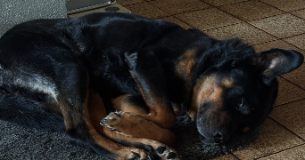 tamara pet sitter à TOURCOING 59200_2