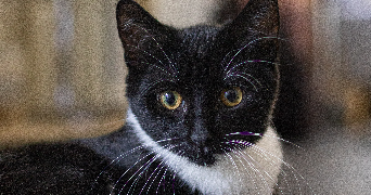 claudie pet sitter à MONTIVILLIERS 76290_5