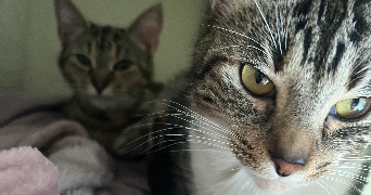 déborah pet sitter à NANTES 44300_7