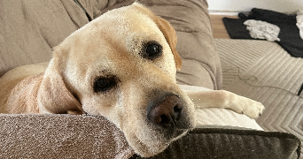 lucile pet sitter à ST REMY L HONORE 78690_4
