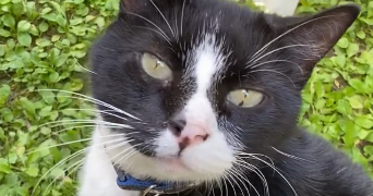 florine pet sitter à LA ROCHELLE 17000_10