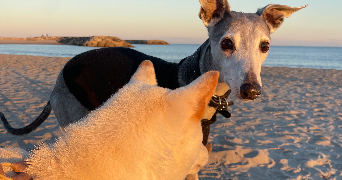 sonia pet sitter à BOUCOIRAN ET NOZIERES 30190_8