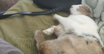 soary pet sitter à AMIENS 80000_5