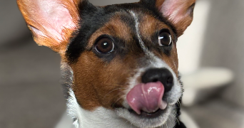 maryne pet sitter à CHARTRES 28000_2