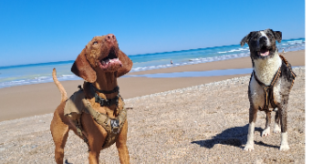jenna pet sitter à BAYONNE 64100_8