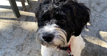 viktoriia pet sitter à LIMOGES 87000_2