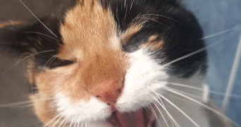 clara pet sitter à GRENOBLE 38000_3