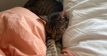 prune pet sitter à ANGERS 49000_5