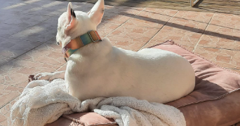 cyril pet sitter à BIOT 06410_3