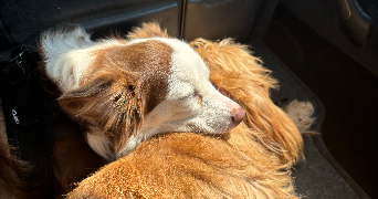 sarah dog sitter à ANGERS 49100_3